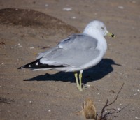 ring-billed gull (adult winter with streaking on head)