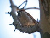 House Sparrow (with color correction by Photo!)