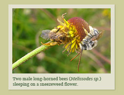 Two male long-horned bees (Melissodes sp.) sleeping on a sneezeweed flower.