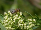 European/Western/Common Honey Bee (Apis mellifera) 2