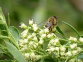 European/Western/Common Honey Bee (Apis mellifera) 3