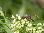 European/Western/Common Honey Bee (Apis mellifera) 1