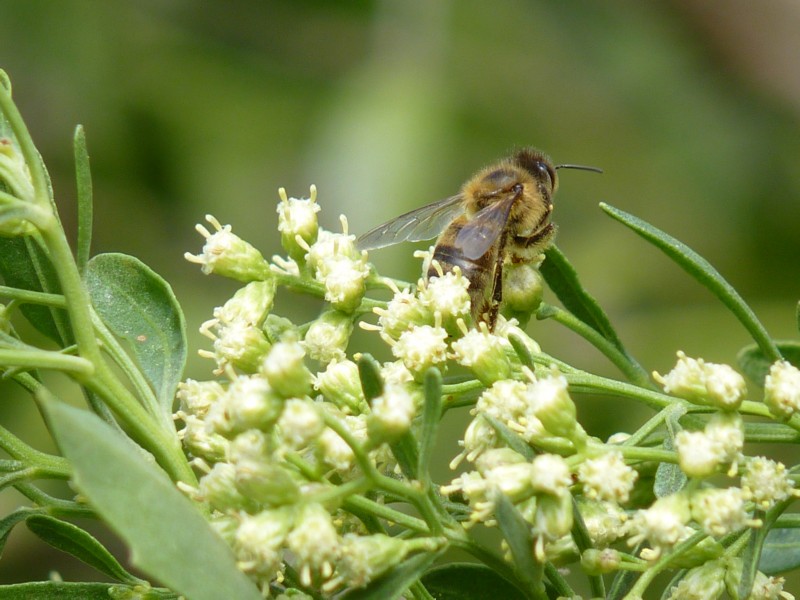 Western Honey Bee 3