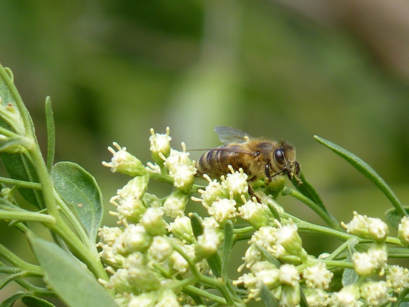 Western Honey Bee 1