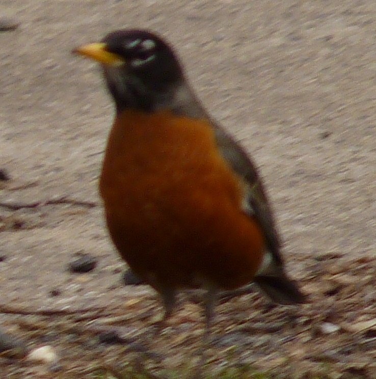 American Robin