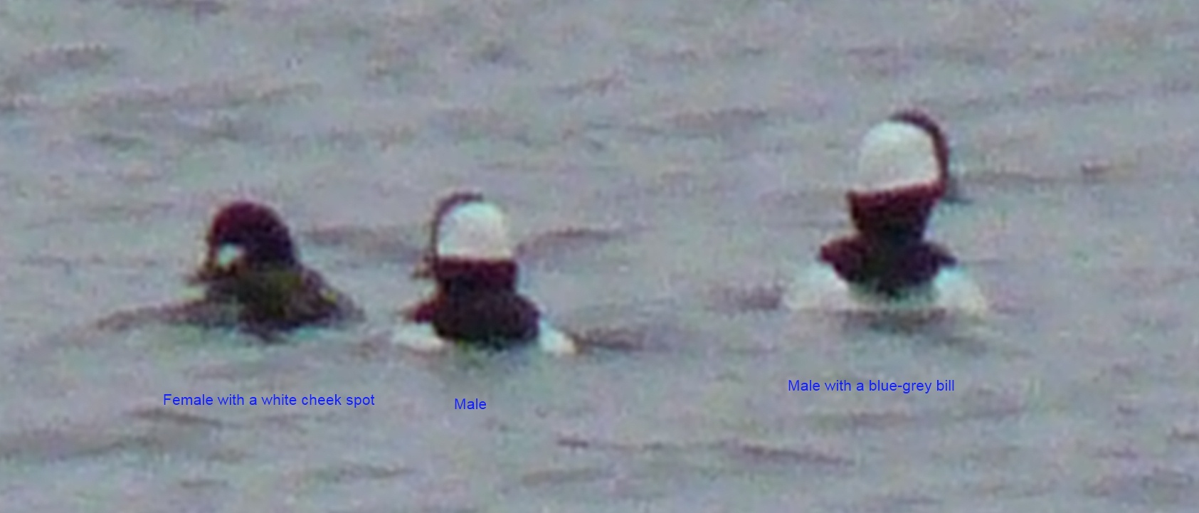 Bufflehead 2 Male and 1 F