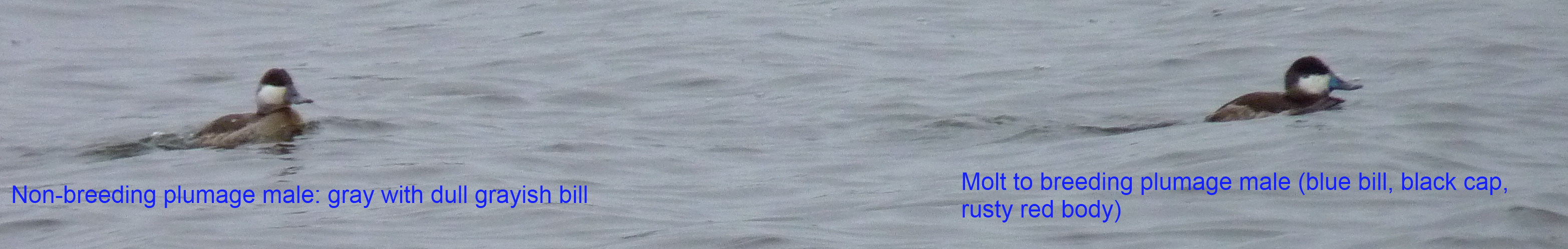 Ruddy Duck 2 Males