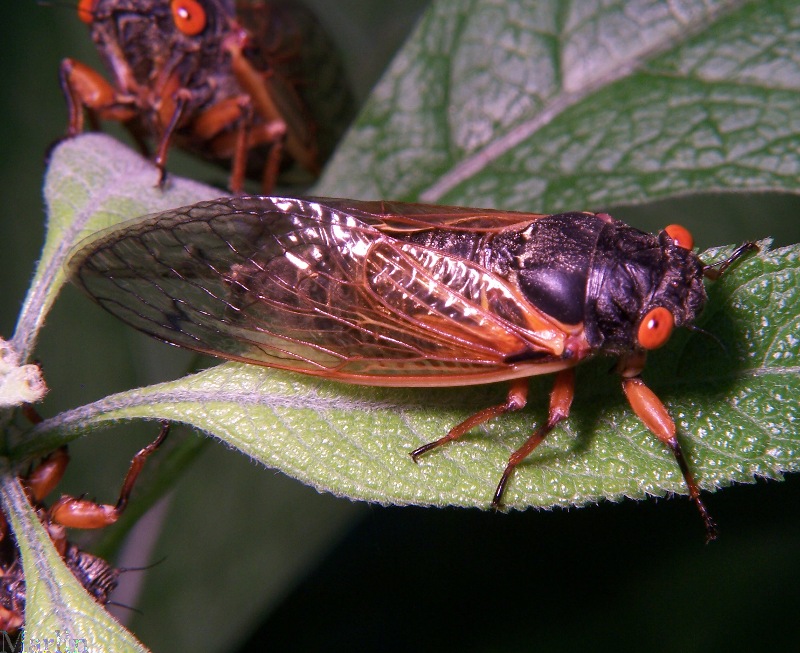Periodic Cicada