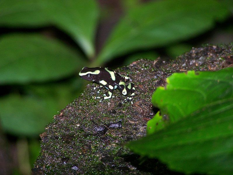 File:Green and Black Poison Arrow Frog.jpeg