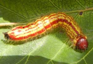 datana marilyn 300x206 Prominent Caterpillars:  Datana perspicua