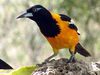 Saffron Finch, Saffraanvink, Scalis flaveola, Gewone Saffraangors, Sicalis flaveola : Bonaire Picture