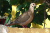 Eared Dove, Geoorde Treurduif, Buladeifi, Zenaida auriculata : Bonaire Picture
