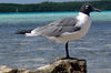 Laughing Gull, Lachmeeuw, Meuchi, Kahela, Larus atricilla : Bonaire Picture