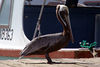 Brown Pelican, Bruine Peliaan, Pelikan, Pelecanus occidentalis : Bonaire Picture