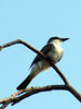 Grey Kingbird, Grote Grijze Vliegenvanger, Pimpiri, Tyrannus dominicensis : 