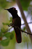 Ruby-topaz Hummingbird, Rode Kolibrie, Dornasol, Chrysolampis mosquitus : 