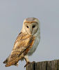 Barn Owl, Kerkuil, Palabrua, Tyto alba : Bonaire Picture