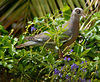 Bare-eyed Pigeon, Naaktoogduif, Warbakoa, Columba corensis : Bonaire Picture