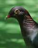 Scaly-naped Pigeon, Roodhalsduif, Patagioenas squamosa : 