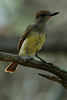 Olive-sided Flycatcher, Sparrenpiewie, Contopus cooperi : 
