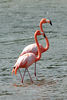 Caribbean Flamingo, Caribische Flamingo, Flamingo, Chogogo, Phoenicopterus ruber : 