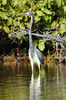 Tricolored or Louisiana Heron, Witbuikreiger, Bubi Tres Kolo, Gran Gudjee, Garabet, Egretta tricolor : 