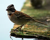 Rufous-collared Sparrow, Roodkraaggors, Zonotrichia capensis : 