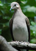 White-tipped Dove, Verreaux-duif, Leptotila verreauxi : 