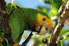 Yellow-shouldered, Yellow-winged Parrot, Geelvleugelamazone, Lora, Amazona barbadensis, Kleine Geelkopamazone : Bonaire Picture