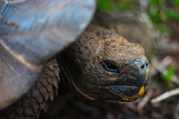 Why I chose Lead Adventures and 9 ways to prepare for your Galapagos Experience