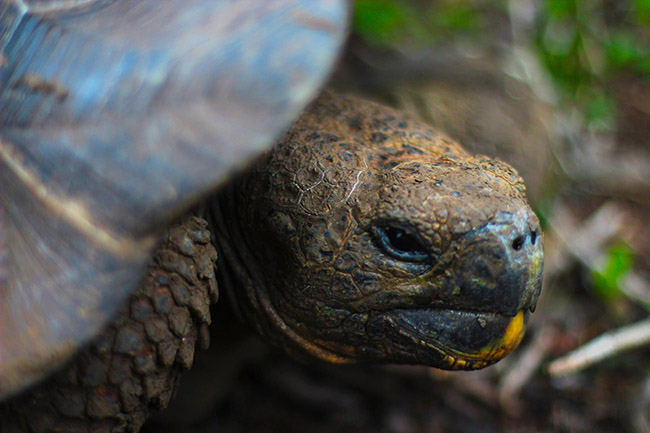 Turtle on the Galapagos Islands