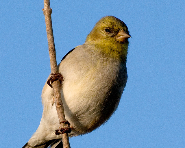 American Goldfinch with Conjunctivitis