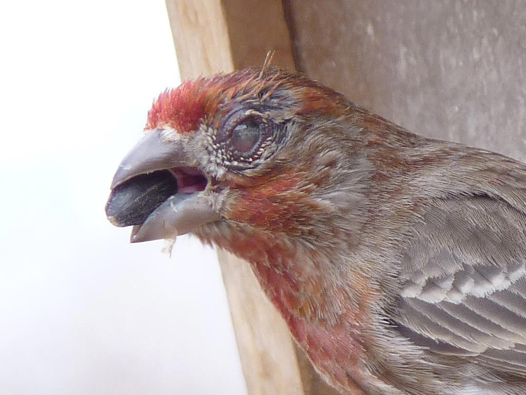 house finch with conjunctivitis
