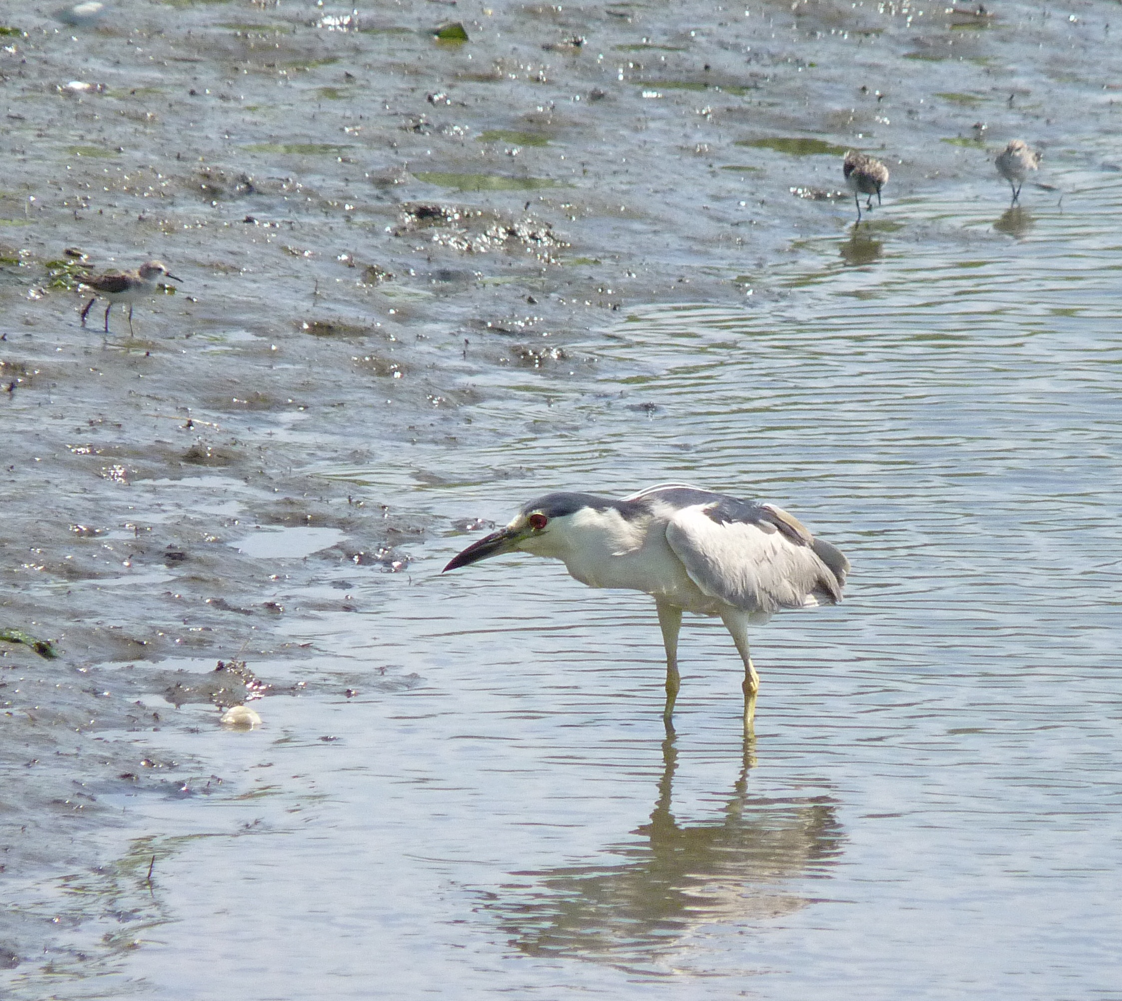 black-crowned night heron and 3 small sandpipers 