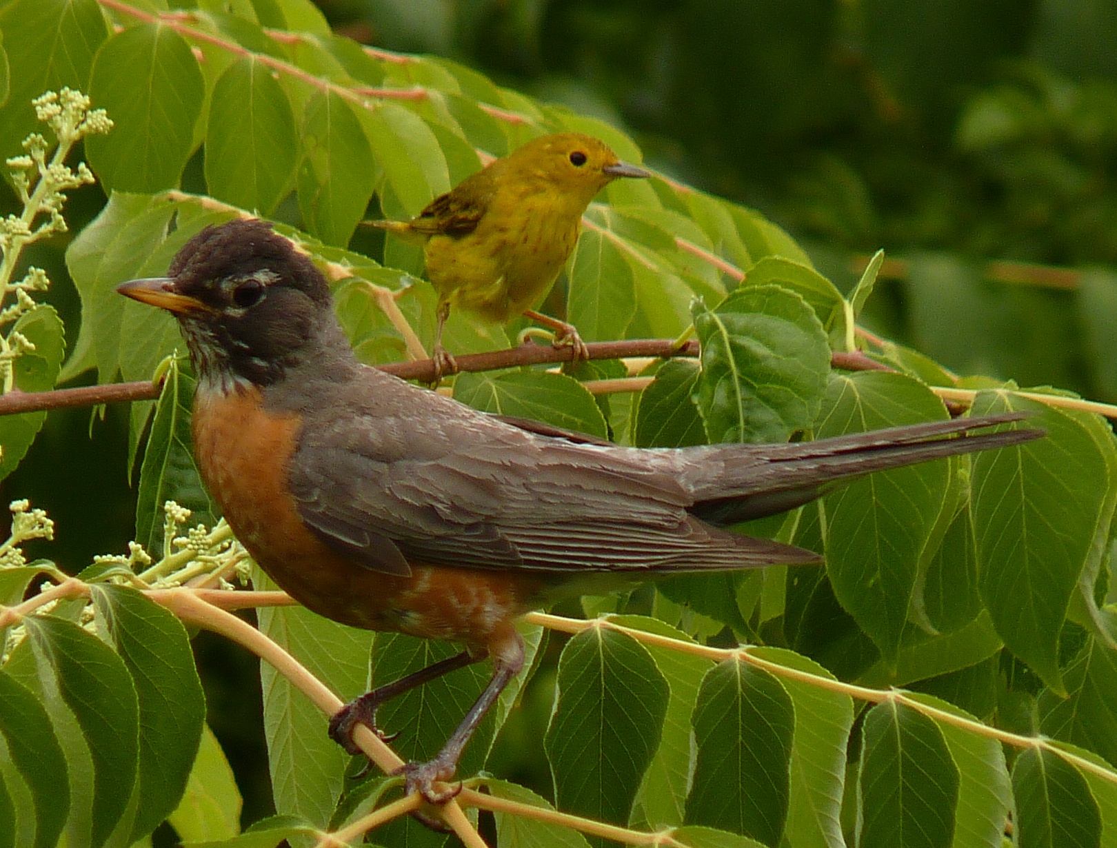 Yellow warbler and robin