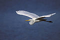 Great Egret Flying.jpg
