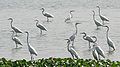 Great Egrets I3- Kolkata IMG 1132.jpg