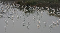 Egrets in AP W IMG 4219.jpg