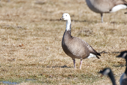 Snow Goose x Canada Goose (2nd bird)