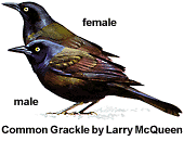 Common Grackles by Larry McQueen