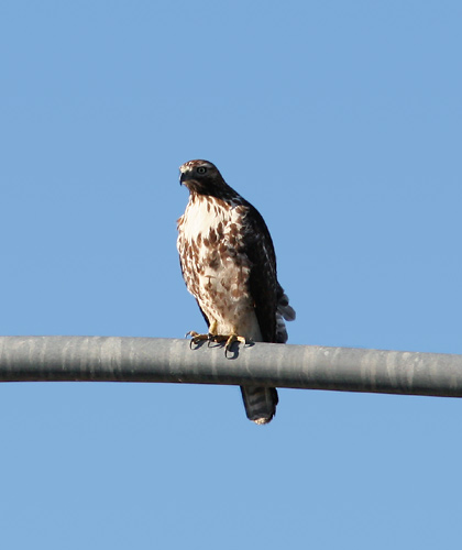 Immature Red-tailed Hawk (Buteo jamaicensis)