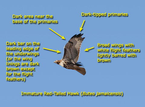 Identification guide for Red-tailed Hawks (Buteo jamaicensis) using an immature bird