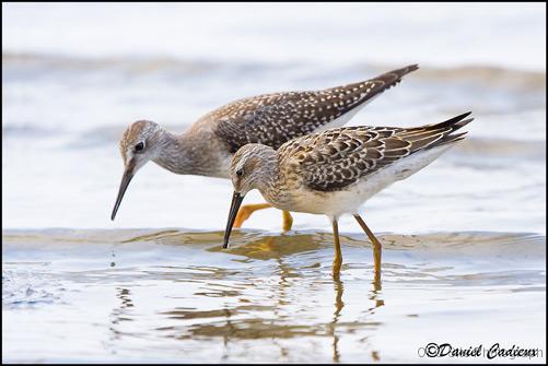 Juvenile (front) with Lesser Yellowlegs juvenile<br>