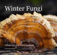 Winter Fungi