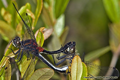 Mating Wheel - Crimson-ringed Whiteface - by Jeremy Martin