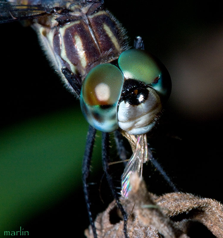 Blue Dasher Dragonfly Male