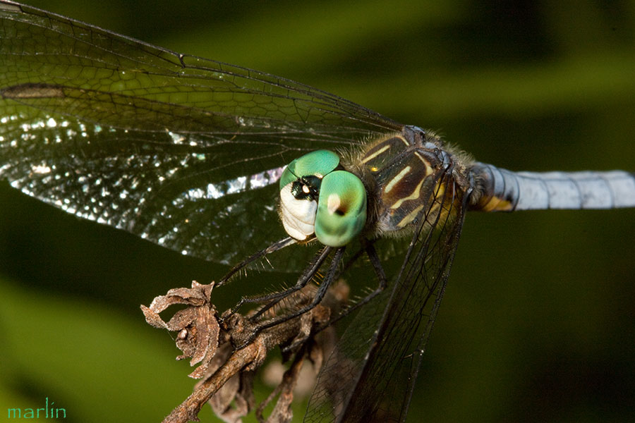 Blue Dasher Dragonfly Male