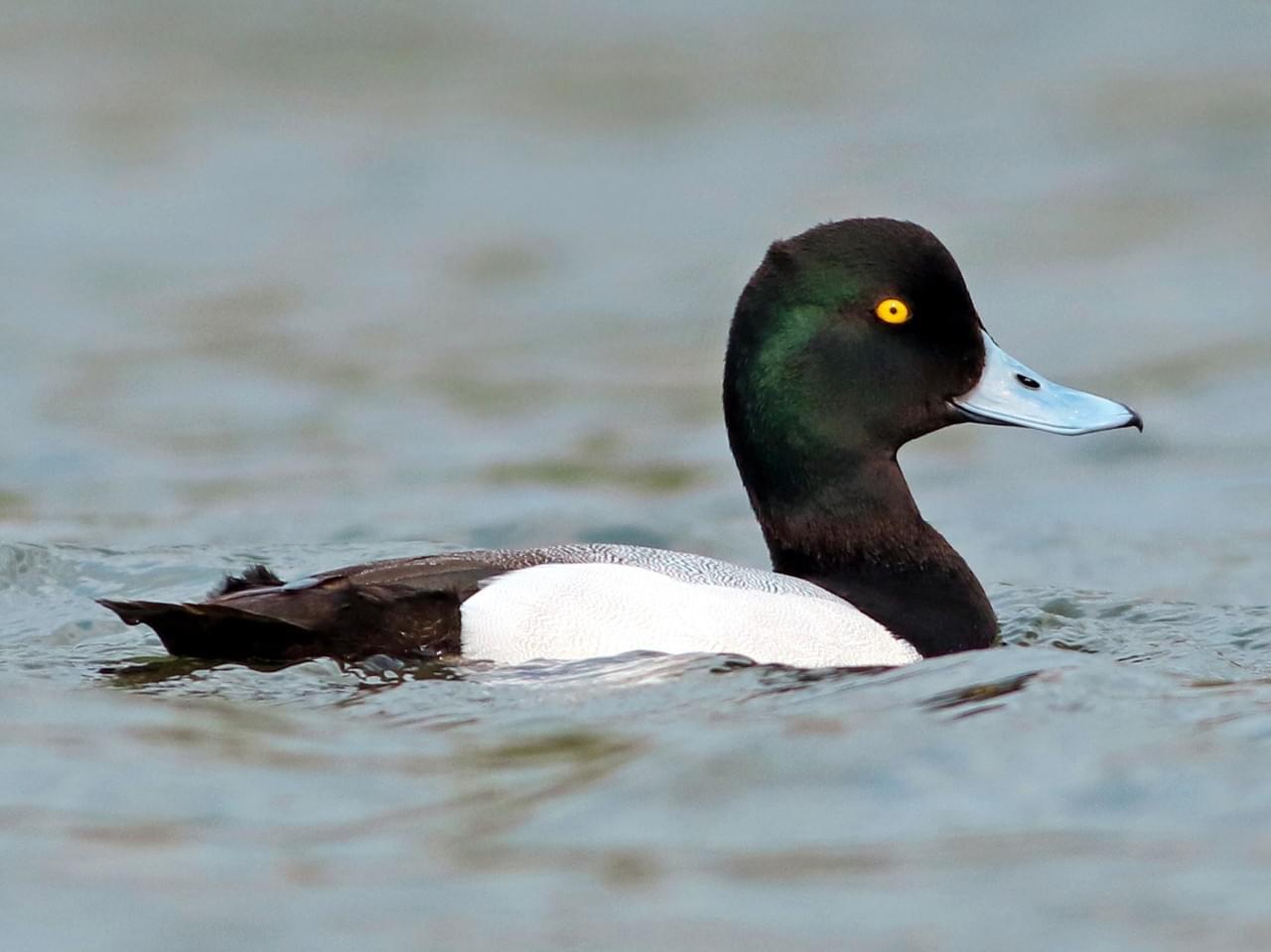 Greater Scaup Breeding male is similar to Lesser Scaup