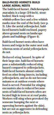 Bald-faced Hornet info