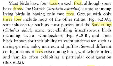3 toes birds